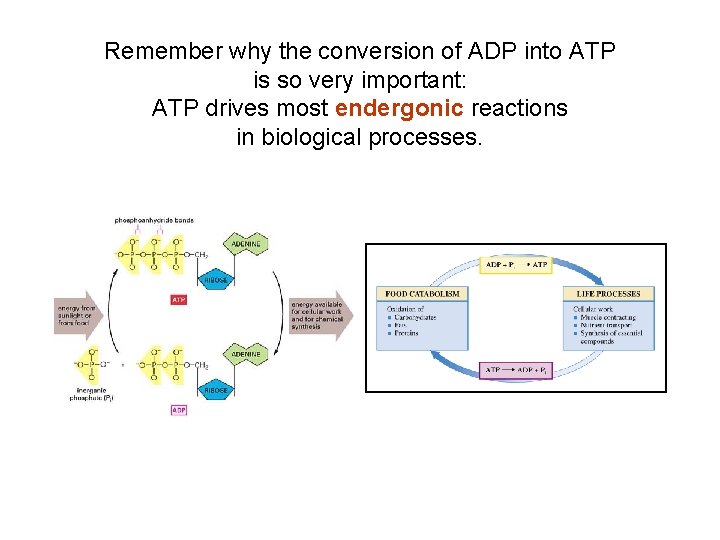 Remember why the conversion of ADP into ATP is so very important: ATP drives