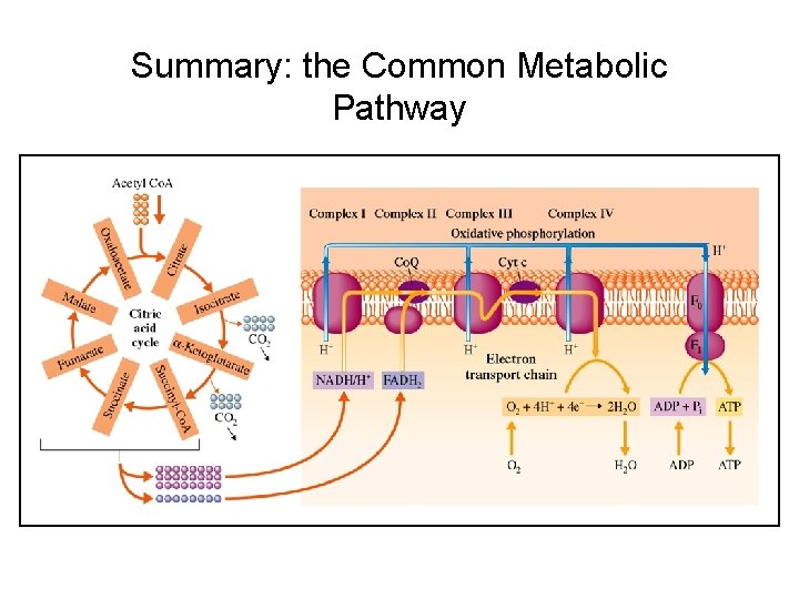 Summary: the Common Metabolic Pathway 