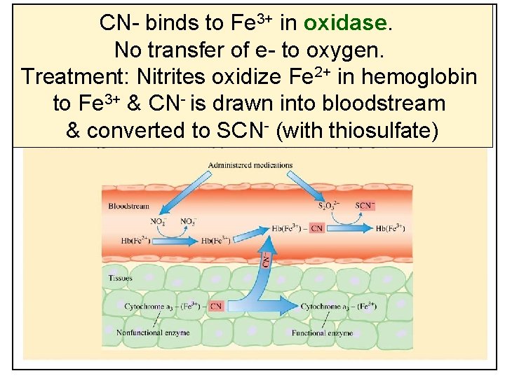 CN- binds to Fe 3+ in oxidase. No transfer of e- to oxygen. Treatment: CN- binds to Fe 3+ in oxidase. No transfer of e- to oxygen. Treatment: