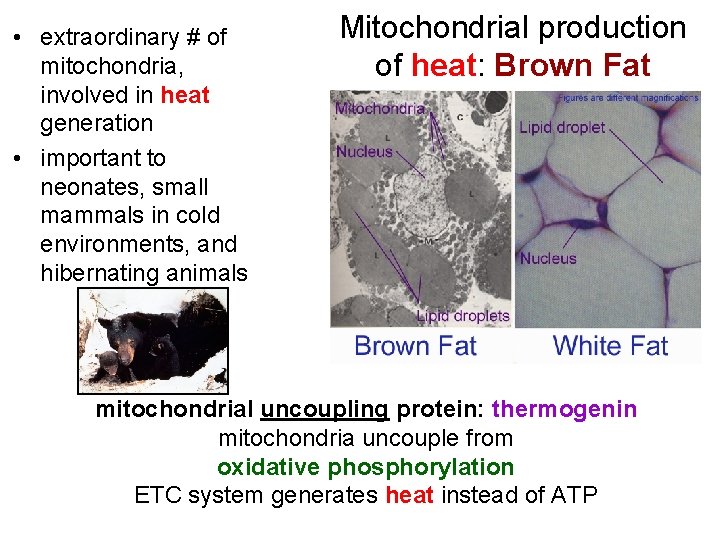  • extraordinary # of mitochondria, involved in heat generation • important to neonates,
