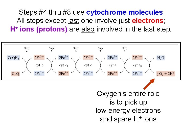 Steps #4 thru #8 use cytochrome molecules All steps except last one involve just