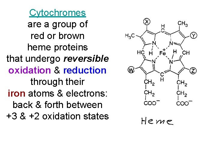 Cytochromes are a group of red or brown heme proteins that undergo reversible oxidation