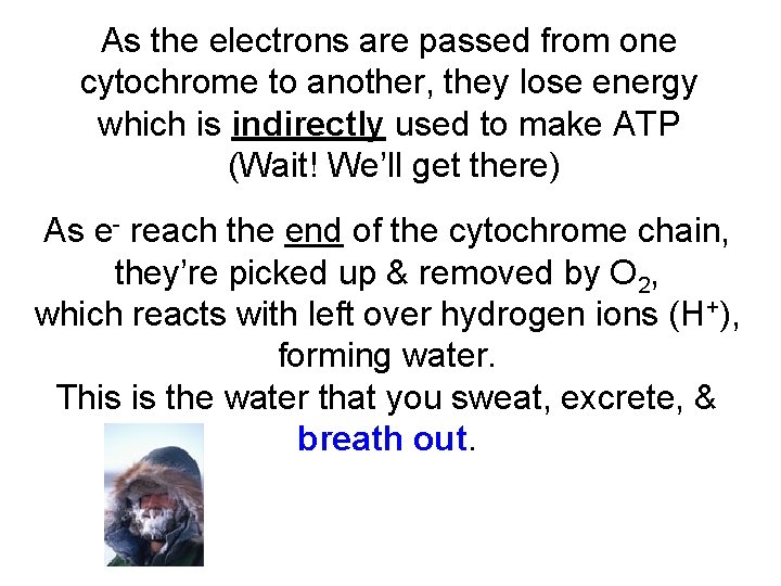 As the electrons are passed from one cytochrome to another, they lose energy which
