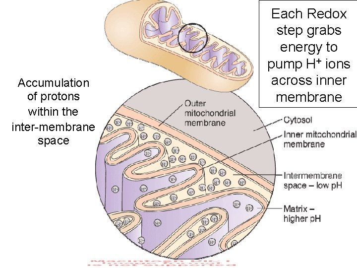 Accumulation of protons within the inter-membrane space Each Redox step grabs energy to pump