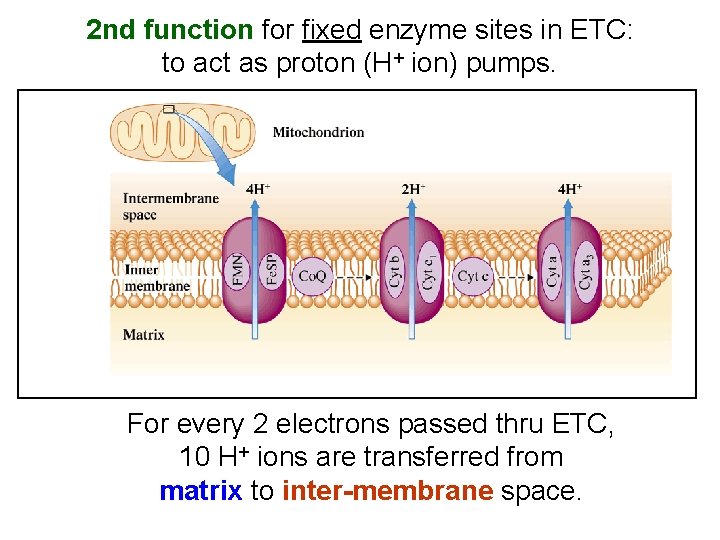 2 nd function for fixed enzyme sites in ETC: to act as proton (H+