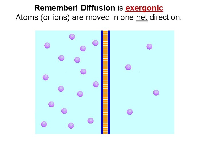 Remember! Diffusion is exergonic Atoms (or ions) are moved in one net direction. 