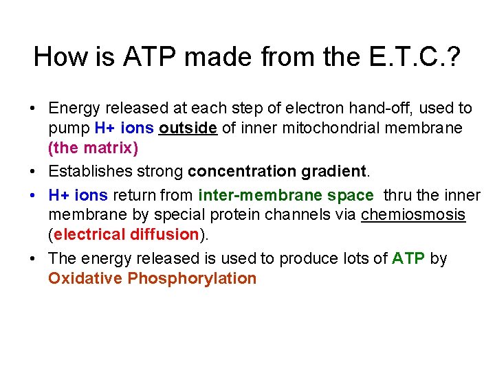 How is ATP made from the E. T. C. ? • Energy released at