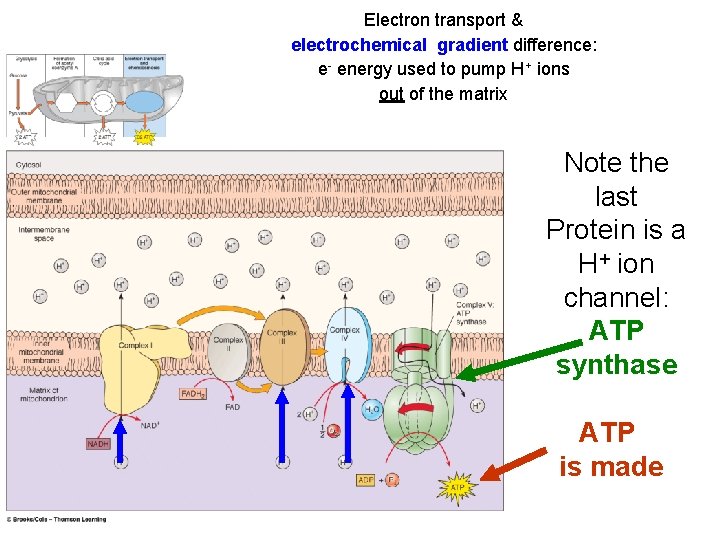 Electron transport & electrochemical gradient difference: e- energy used to pump H+ ions out