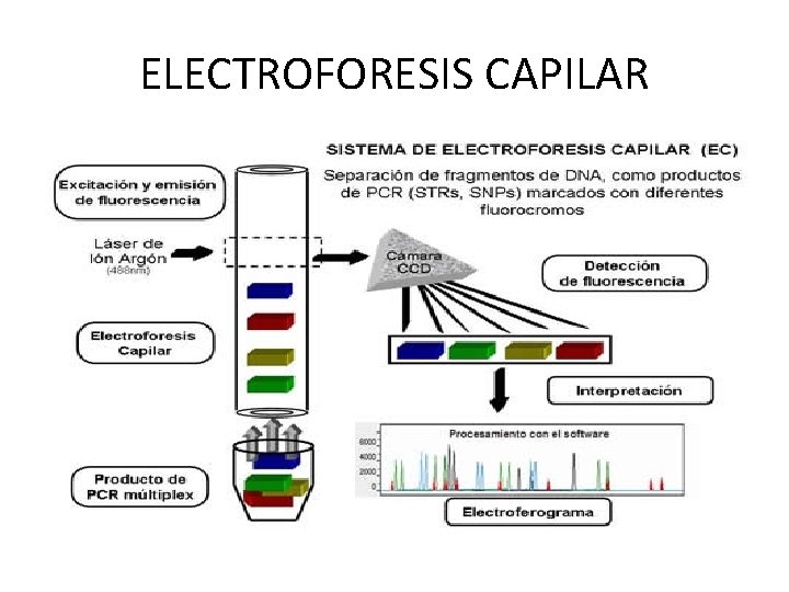 ELECTROFORESIS CAPILAR 