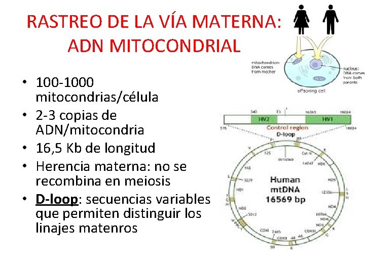 RASTREO DE LA VÍA MATERNA: ADN MITOCONDRIAL • 100 -1000 mitocondrias/célula • 2 -3