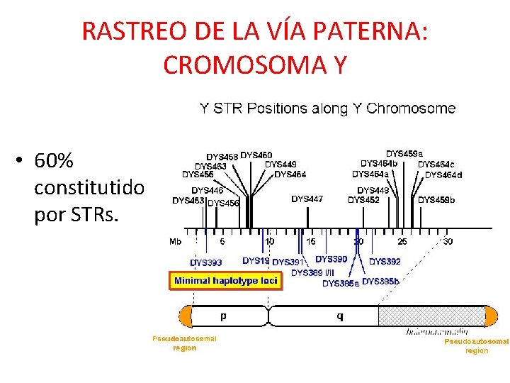 RASTREO DE LA VÍA PATERNA: CROMOSOMA Y • 60% constitutido por STRs. 