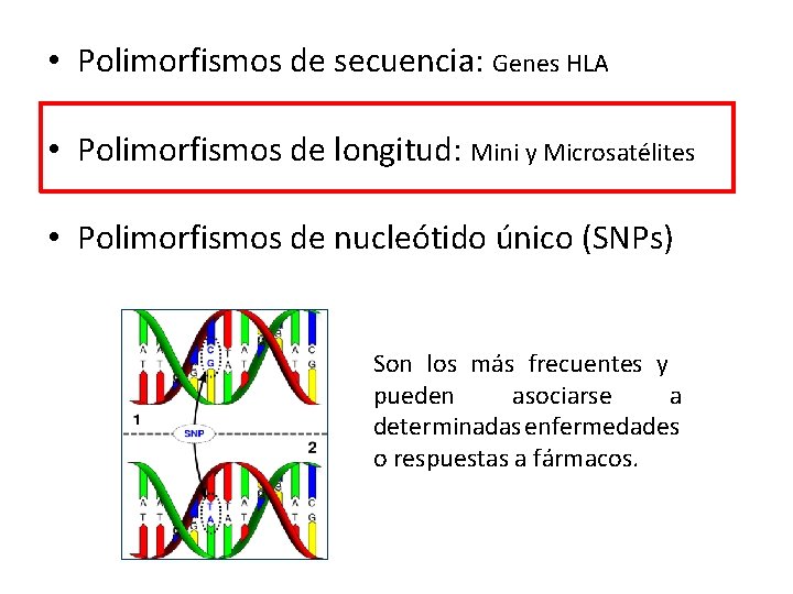  • Polimorfismos de secuencia: Genes HLA • Polimorfismos de longitud: Mini y Microsatélites