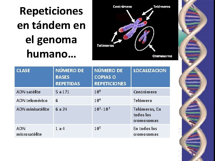 Repeticiones en tándem en el genoma humano… CLASE NÚMERO DE BASES REPETIDAS NÚMERO DE