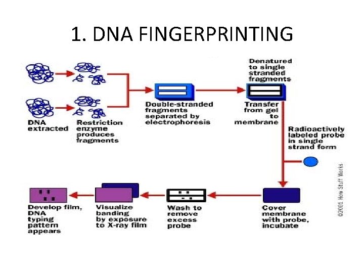 1. DNA FINGERPRINTING 