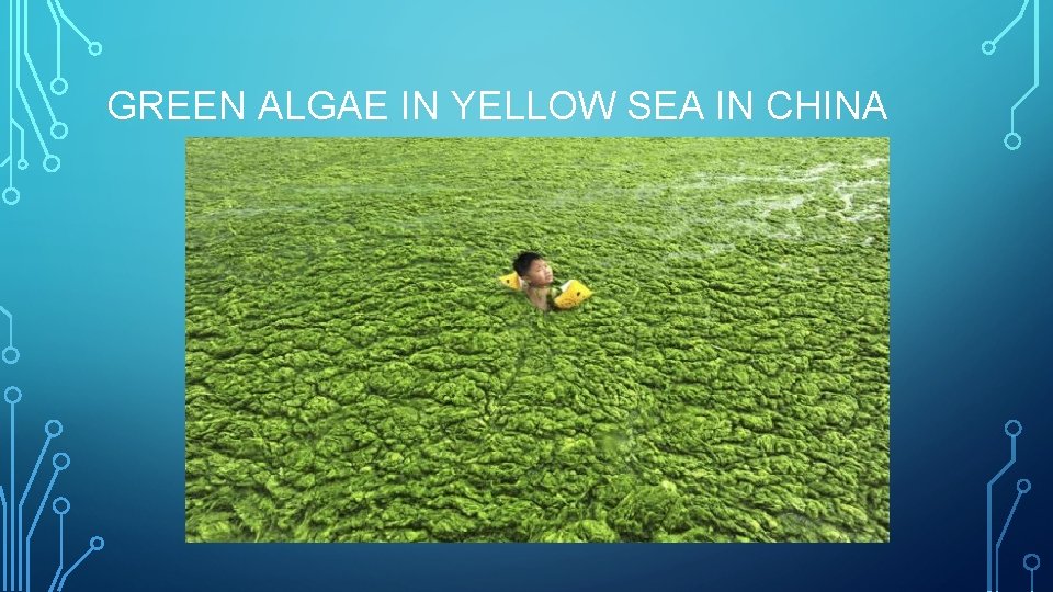 GREEN ALGAE IN YELLOW SEA IN CHINA 