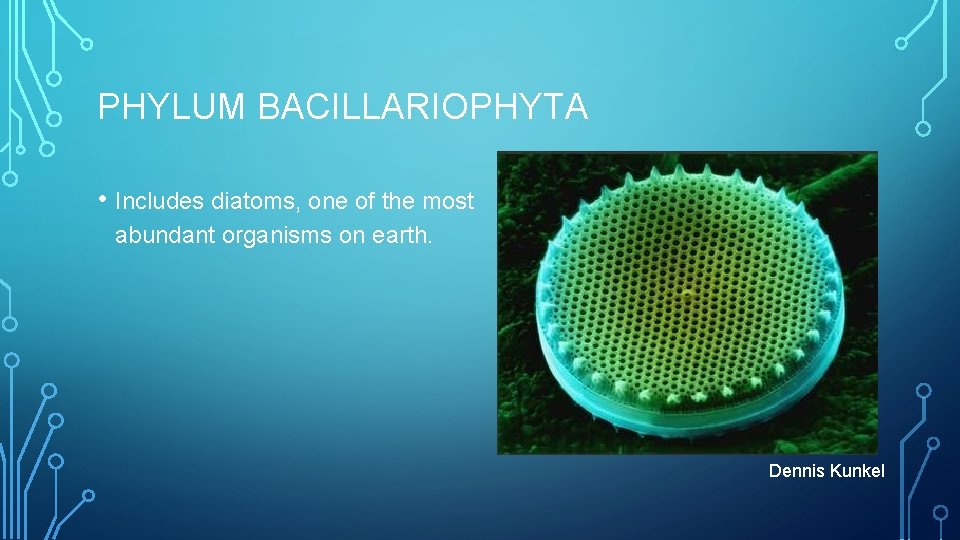 PHYLUM BACILLARIOPHYTA • Includes diatoms, one of the most abundant organisms on earth. Dennis