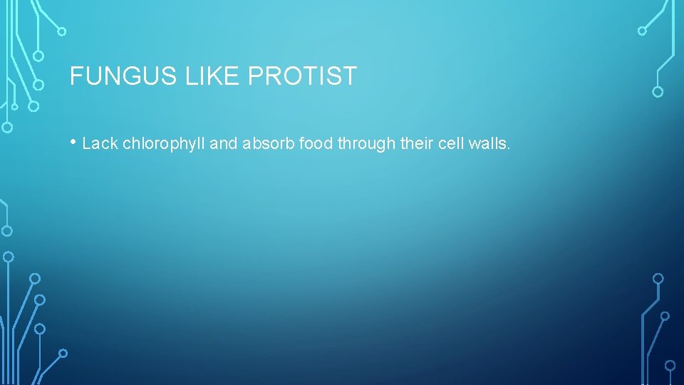 FUNGUS LIKE PROTIST • Lack chlorophyll and absorb food through their cell walls. 
