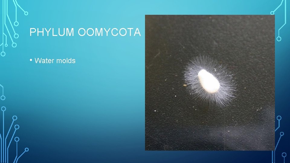 PHYLUM OOMYCOTA • Water molds 
