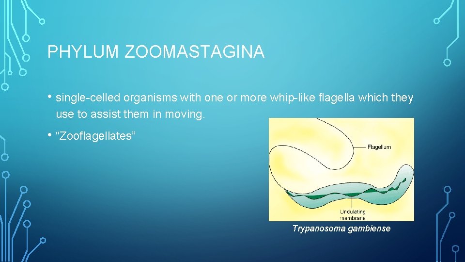 PHYLUM ZOOMASTAGINA • single-celled organisms with one or more whip-like flagella which they use