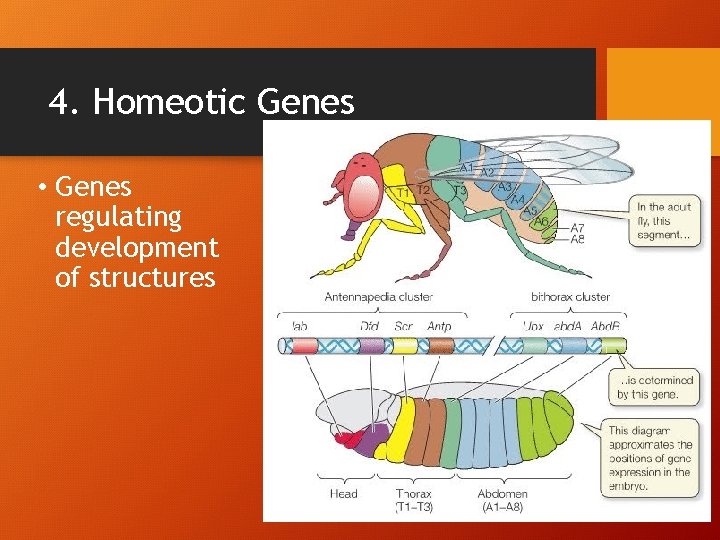 4. Homeotic Genes • Genes regulating development of structures 