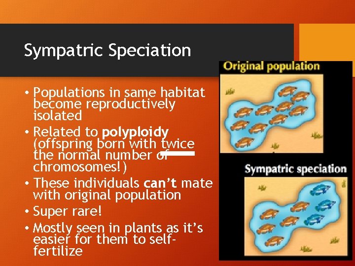 Sympatric Speciation • Populations in same habitat become reproductively isolated • Related to polyploidy