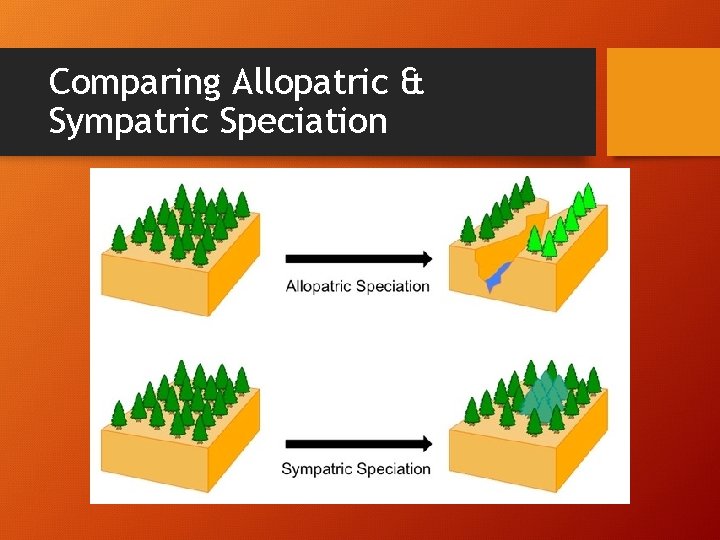 Comparing Allopatric & Sympatric Speciation 