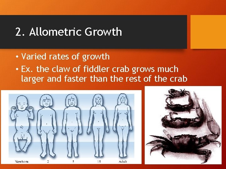2. Allometric Growth • Varied rates of growth • Ex. the claw of fiddler