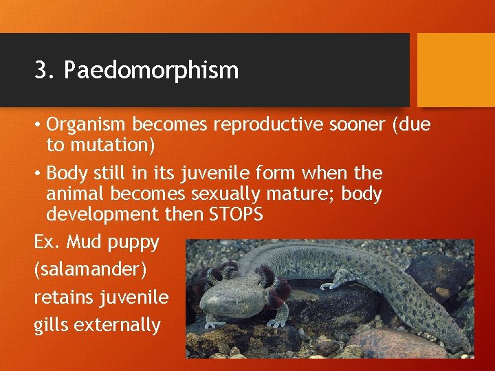 3. Paedomorphism • Organism becomes reproductive sooner (due to mutation) • Body still in