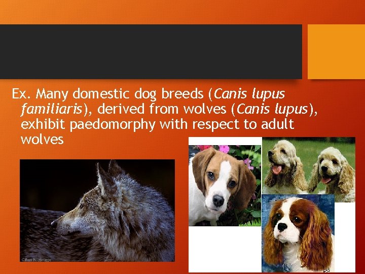 Ex. Many domestic dog breeds (Canis lupus familiaris), derived from wolves (Canis lupus), exhibit