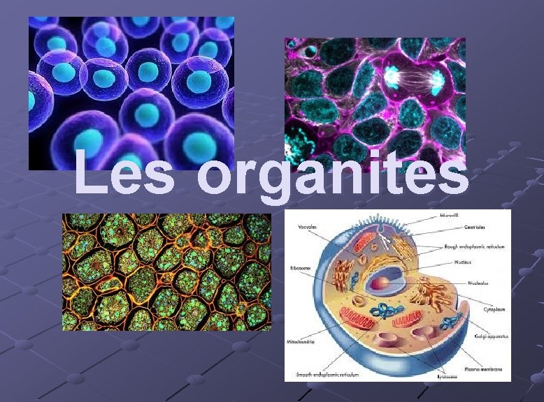 Les organites 