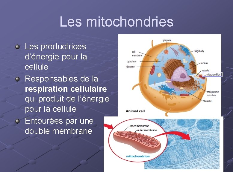 Les mitochondries Les productrices d’énergie pour la cellule Responsables de la respiration cellulaire qui