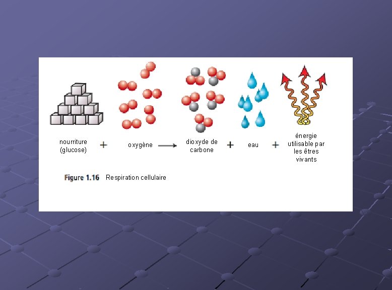 nourriture (glucose) oxygène Respiration cellulaire dioxyde de carbone eau énergie utilisable par les êtres