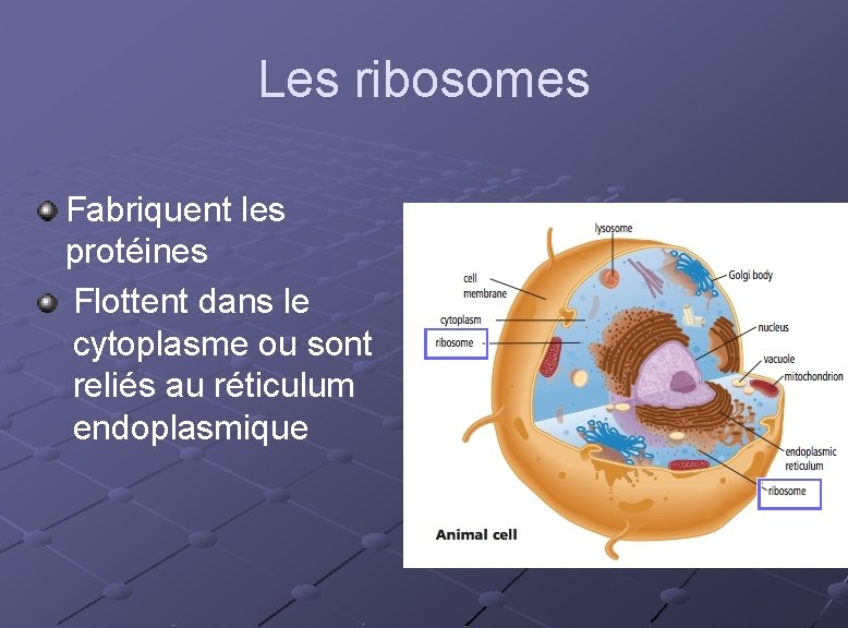 Les ribosomes Fabriquent les protéines Flottent dans le cytoplasme ou sont reliés au réticulum