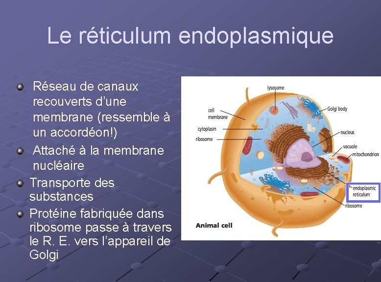 Le réticulum endoplasmique Réseau de canaux recouverts d’une membrane (ressemble à un accordéon!) Attaché