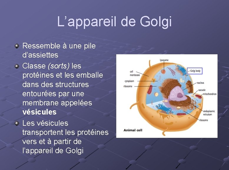 L’appareil de Golgi Ressemble à une pile d’assiettes Classe (sorts) les protéines et les