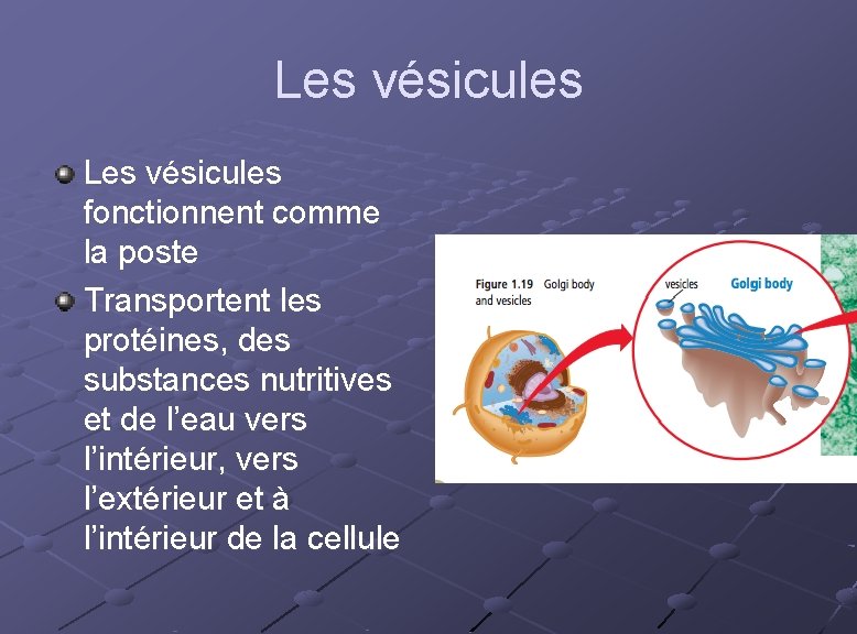 Les vésicules fonctionnent comme la poste Transportent les protéines, des substances nutritives et de