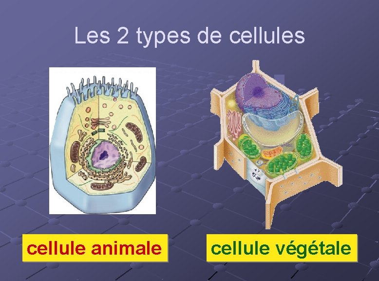 Les 2 types de cellules cellule animale cellule végétale 