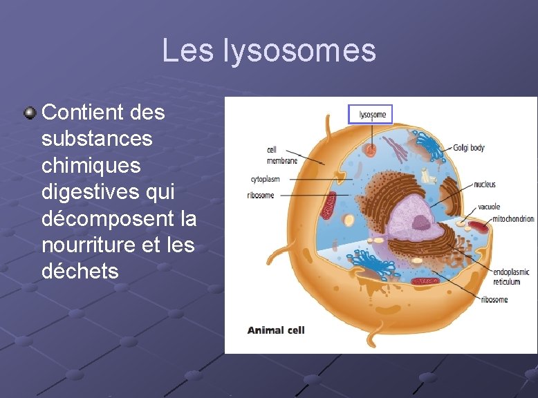 Les lysosomes Contient des substances chimiques digestives qui décomposent la nourriture et les déchets