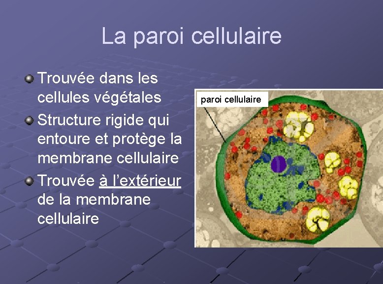 La paroi cellulaire Trouvée dans les cellules végétales Structure rigide qui entoure et protège