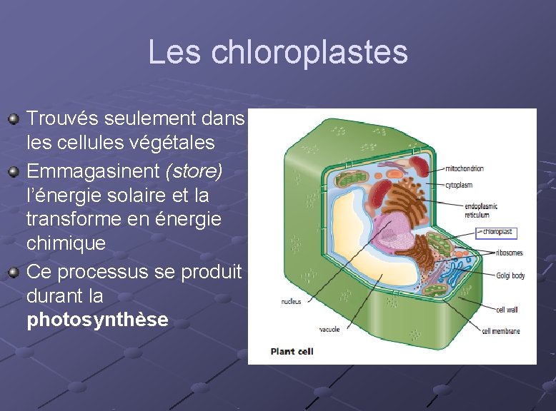 Les chloroplastes Trouvés seulement dans les cellules végétales Emmagasinent (store) l’énergie solaire et la