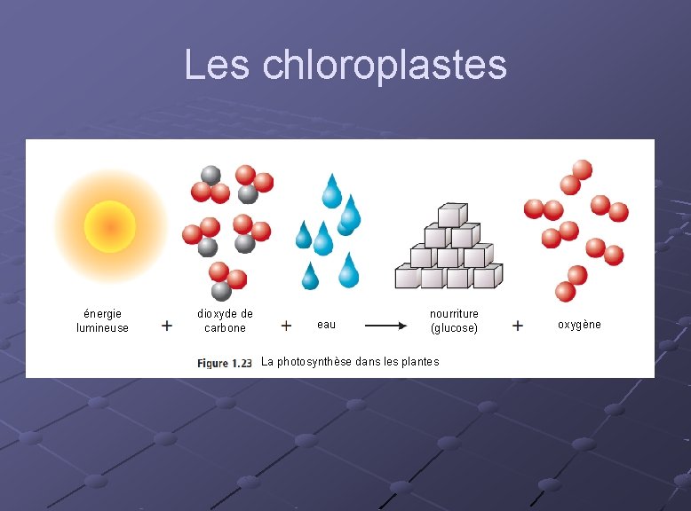 Les chloroplastes énergie lumineuse dioxyde de carbone eau nourriture (glucose) La photosynthèse dans les