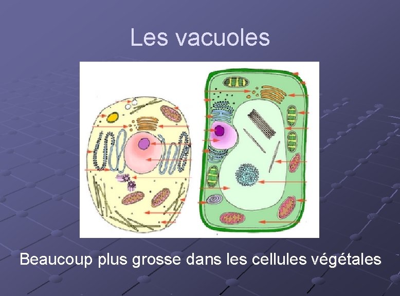 Les vacuoles Beaucoup plus grosse dans les cellules végétales 