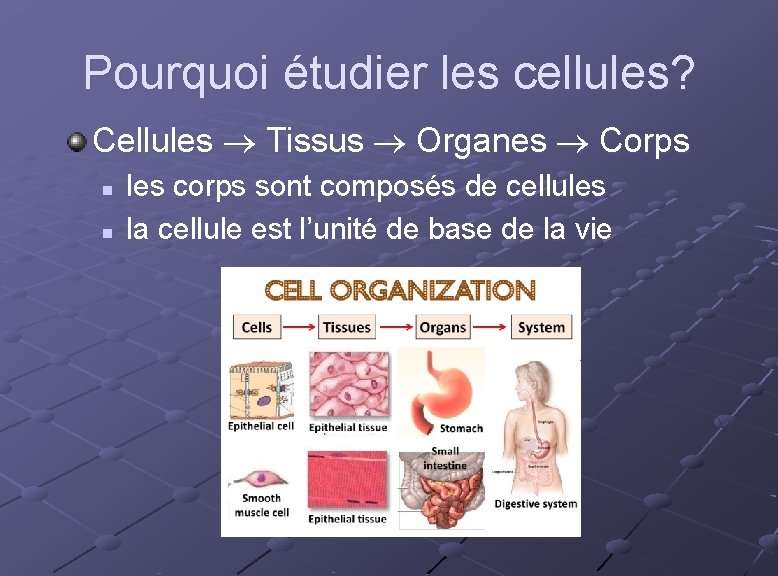 Pourquoi étudier les cellules? Cellules Tissus Organes Corps n n les corps sont composés