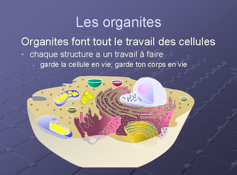 Les organites Organites font tout le travail des cellules • chaque structure a un