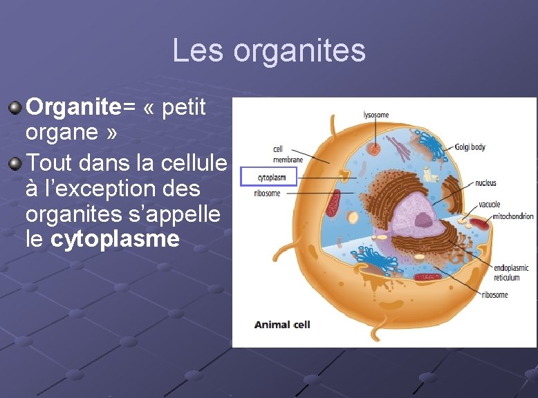 Les organites Organite= « petit organe » Tout dans la cellule à l’exception des