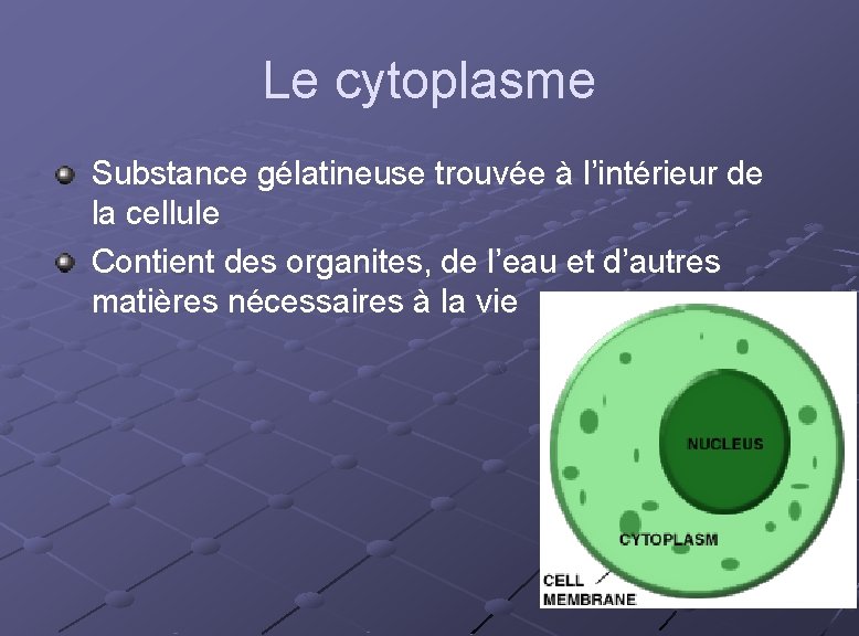 Le cytoplasme Substance gélatineuse trouvée à l’intérieur de la cellule Contient des organites, de