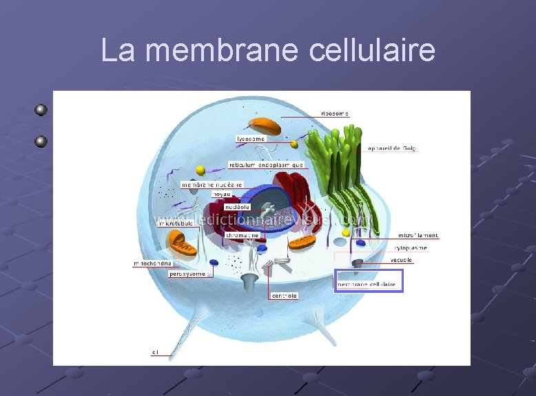 La membrane cellulaire Enveloppe protectrice Contrôle l’entrée des substances importantes et la sortie des