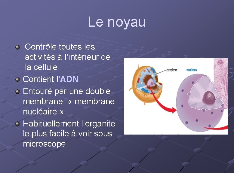 Le noyau Contrôle toutes les activités à l’intérieur de la cellule Contient l’ADN Entouré