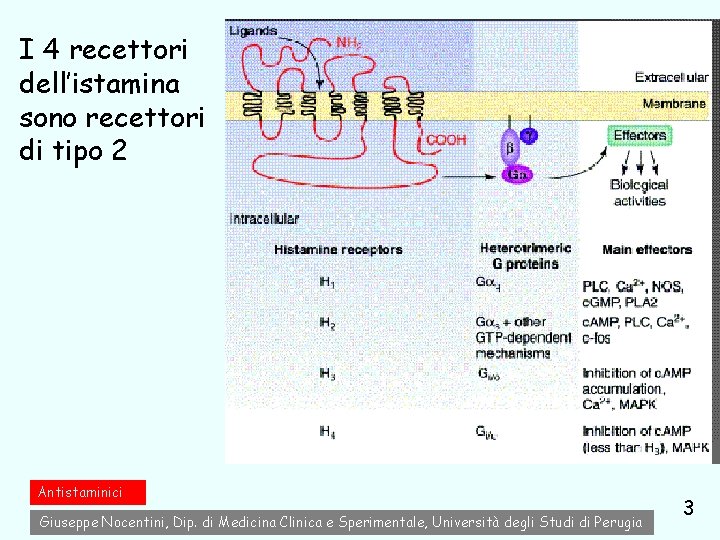 I 4 recettori dell’istamina sono recettori di tipo 2 Antistaminici Giuseppe Nocentini, Dip. di