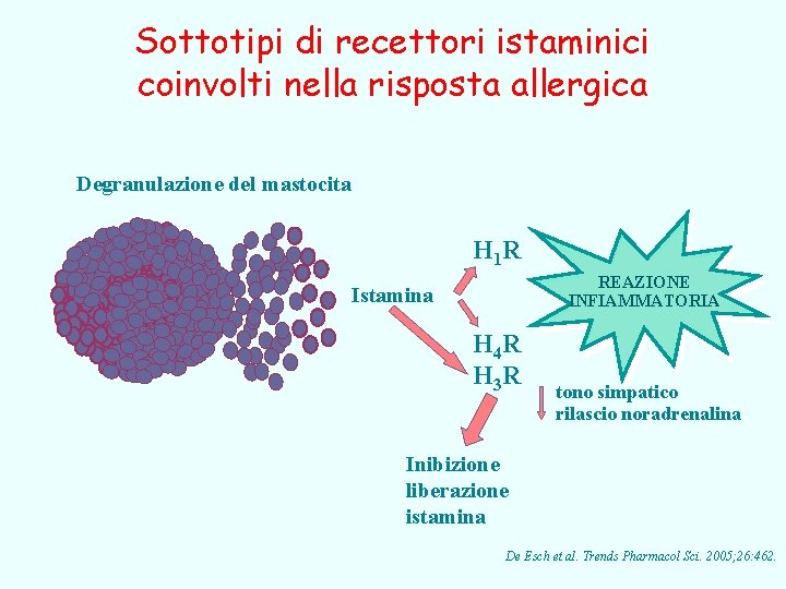 Sottotipi di recettori istaminici coinvolti nella risposta allergica Degranulazione del mastocita H 1 R